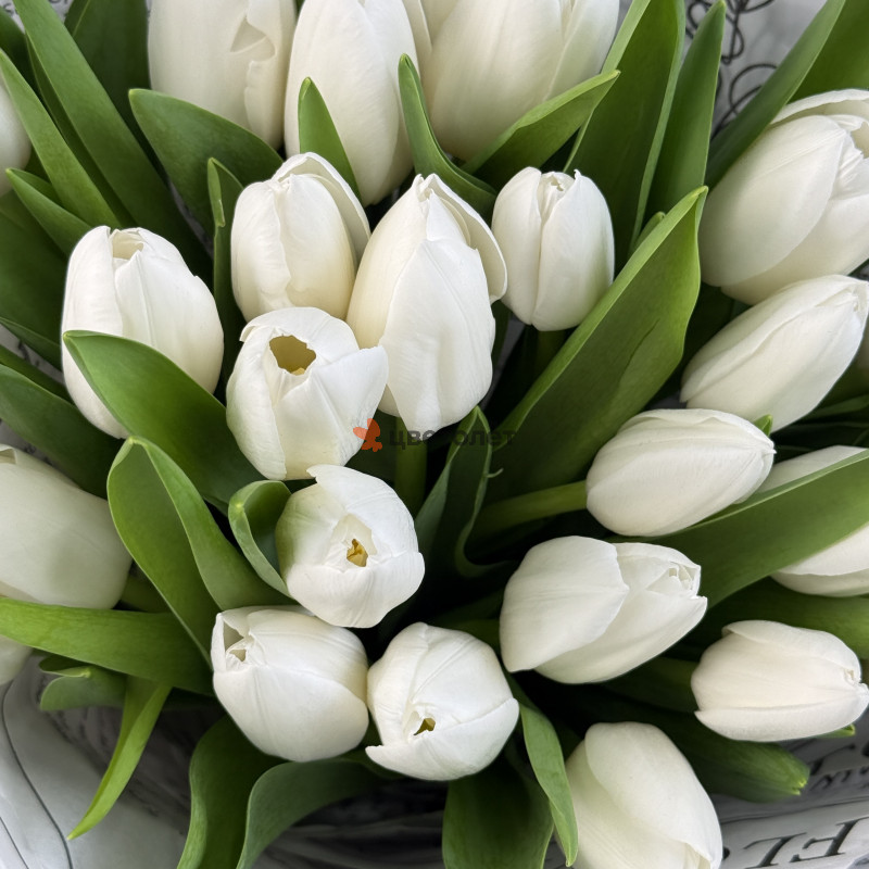 Букет Белый Тюльпан